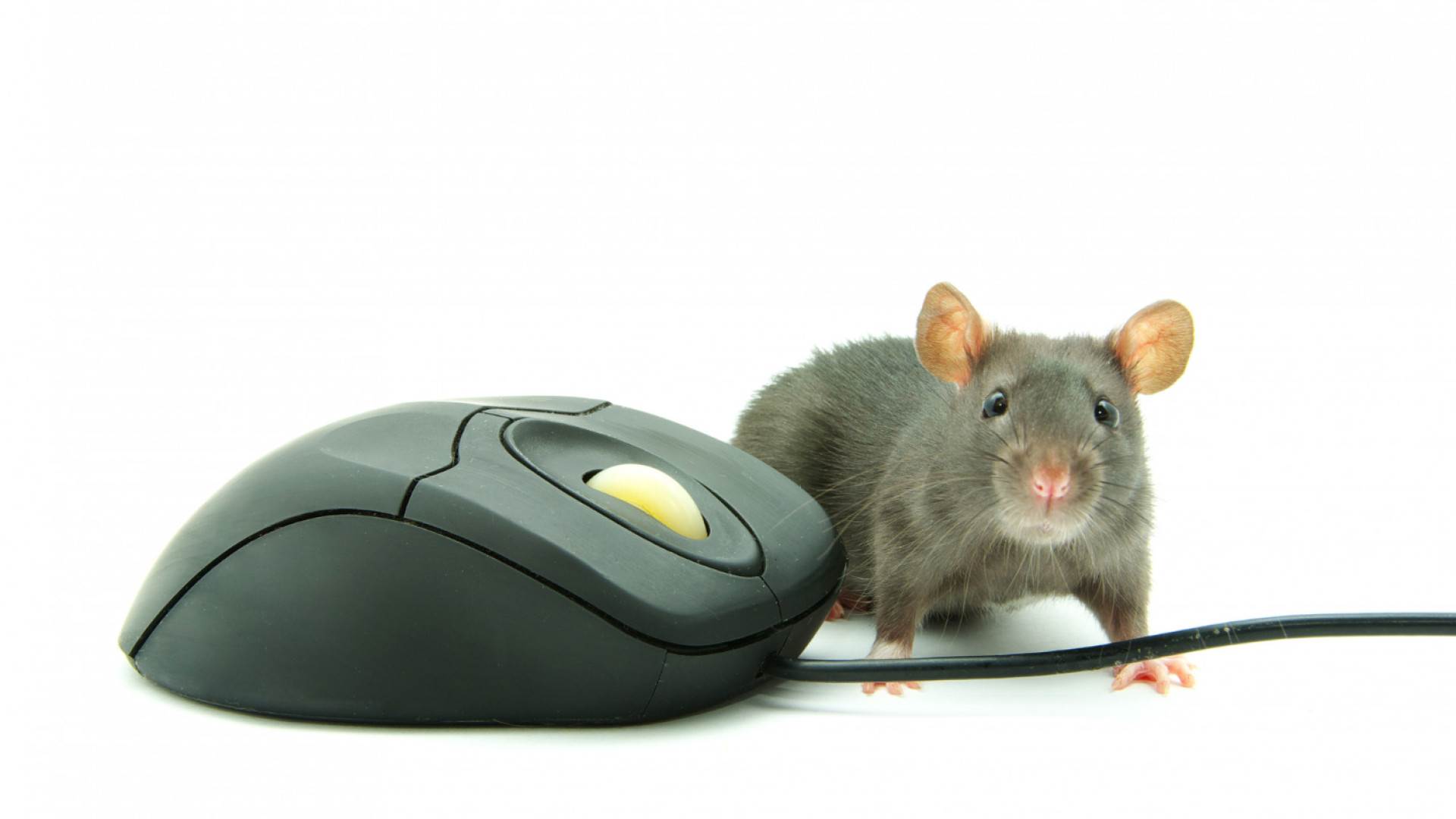 Invasion de rats : comment protéger votre infrastructure it des menaces sournoises ?